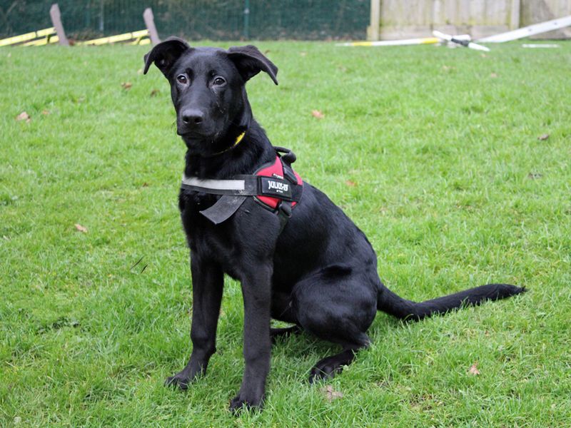 German Shepherd for adoption in Liverpool, Merseyside – 1 year old - Image 2 of 3