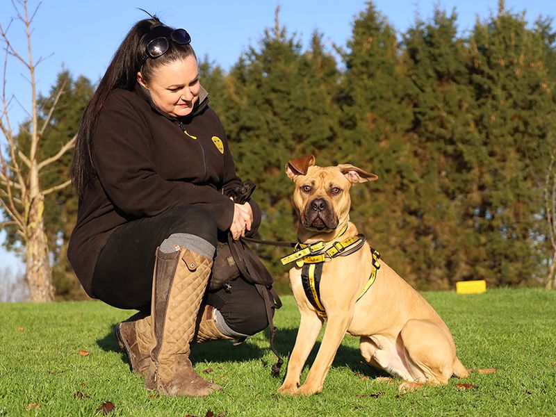 Staffordshire Bull Terrier for adoption in Leeds, Yorkshire – 1 year old - Image 2 of 3