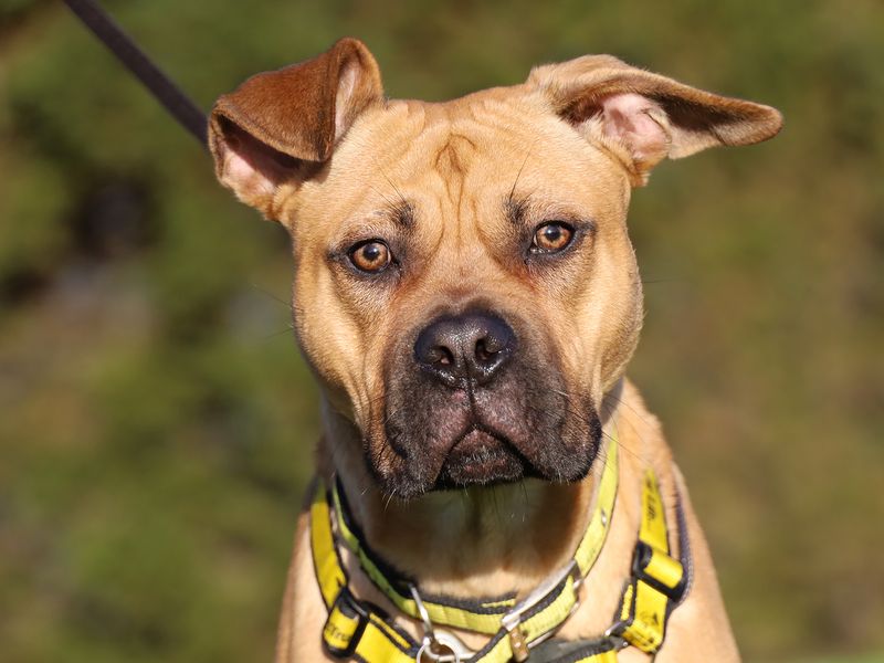 Buck | Terrier (Staffordshire Bull) Cross | Leeds - 1