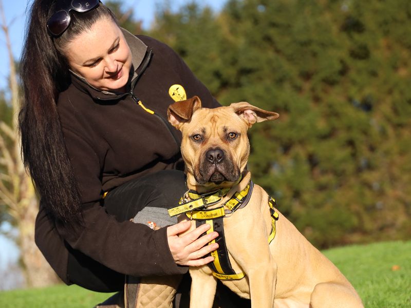 Staffordshire Bull Terrier for adoption in Leeds, Yorkshire – 1 year old