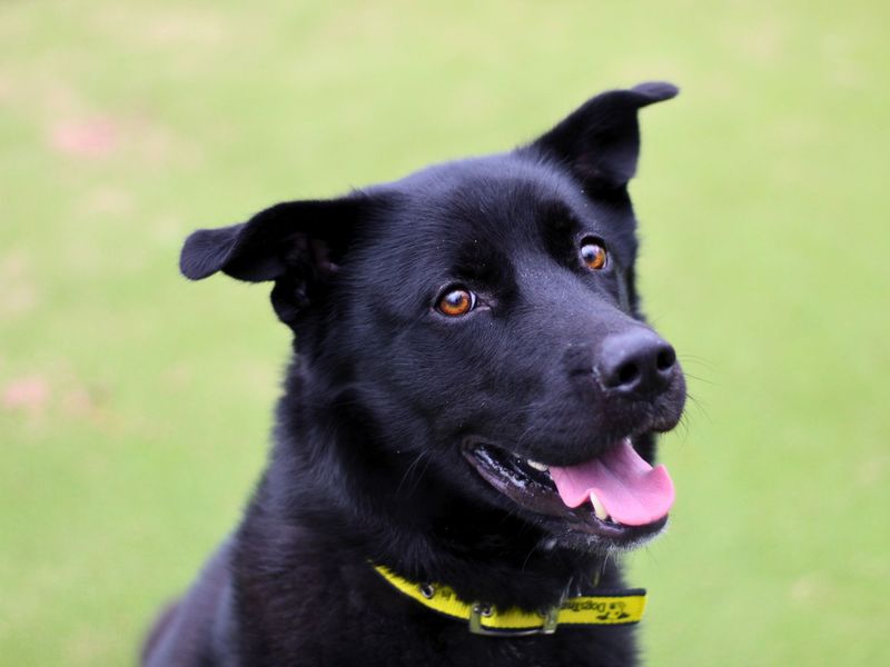 Xander for sale in Manchester, Greater Manchester | Image 2