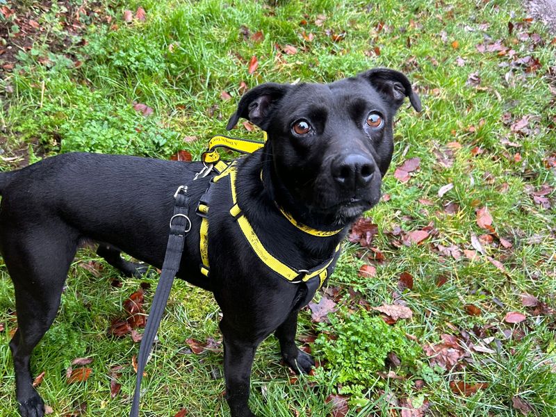 Staffordshire Bull Terrier for adoption in Snetterton, Norfolk – 3 years old