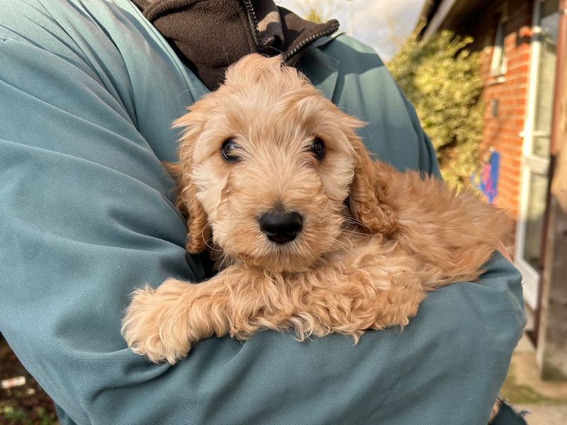 Staffordshire Bull Terrier for adoption in Snetterton, Norfolk – 3 years old - Image 3 of 3