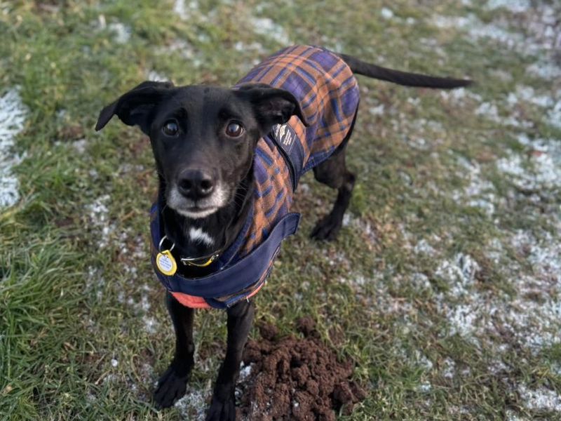 Violet | Collie (Border) Cross | Glasgow - 1