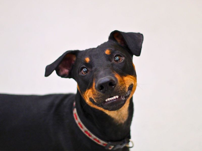 Clyde | Crossbreed | Manchester - 1