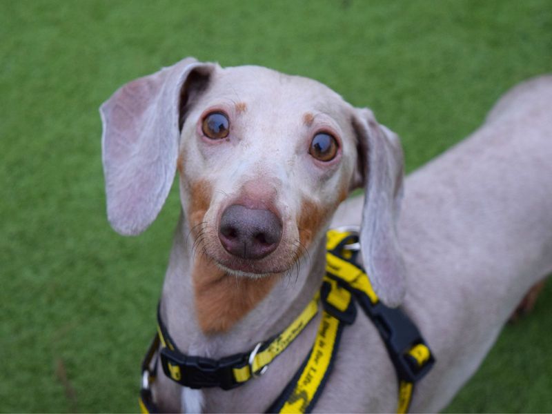 Dachshund for adoption in Uxbridge, Greater London – 3 years old - Image 2 of 2