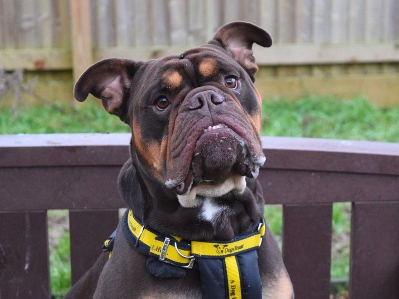 Taz | Bulldog | Harefield West London - 1