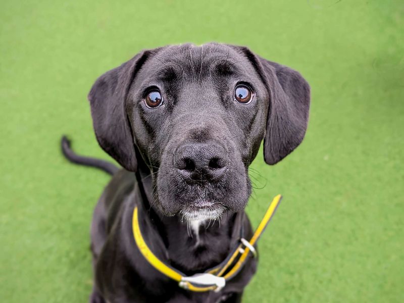 Cane Corso for adoption in Cardiff, Glamorgan – 1 year old - Image 5 of 5