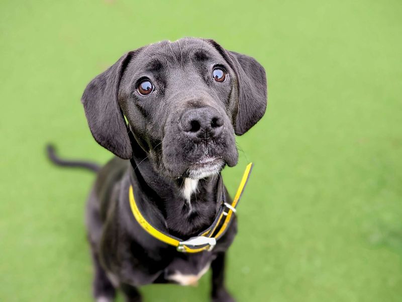 Springer Spaniel for adoption in Cardiff, Glamorgan – 1 year old