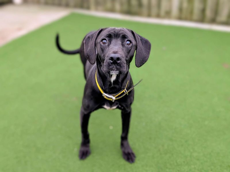 Cane Corso for adoption in Cardiff, Glamorgan – 1 year old - Image 3 of 5