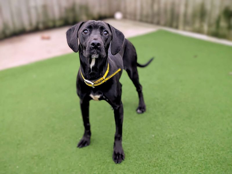 Cane Corso for adoption in Cardiff, Glamorgan – 1 year old - Image 2 of 5