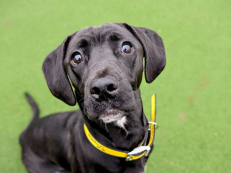 Cane Corso for adoption in Cardiff, Glamorgan – 1 year old - Image 4 of 5
