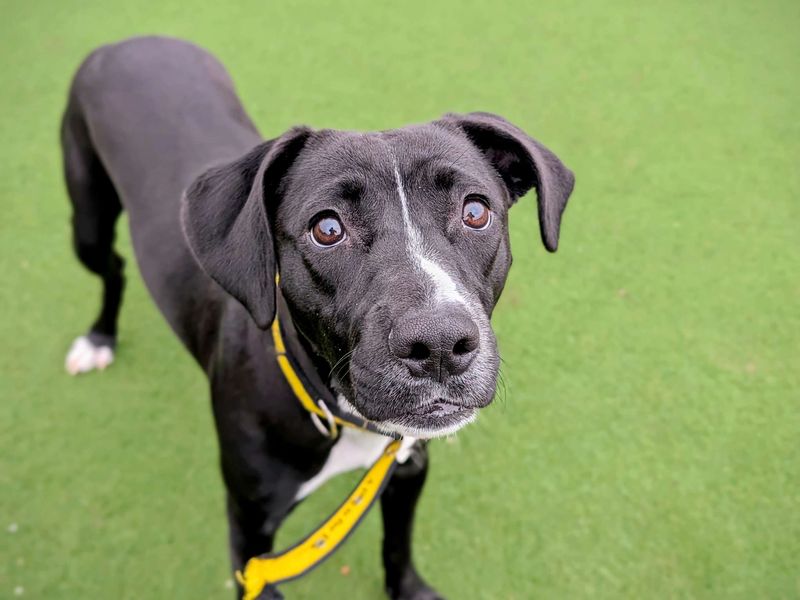 Cane Corso for adoption in Cardiff, Glamorgan – 1 year old - Image 2 of 3