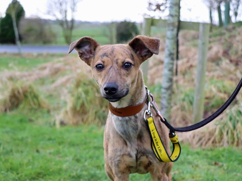 Whippet Mix Whippet Dog Price Whippet Mix Whippets For Adoption