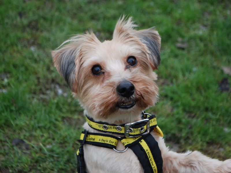 Sadie for sale in Newbury, Berks - Image 4