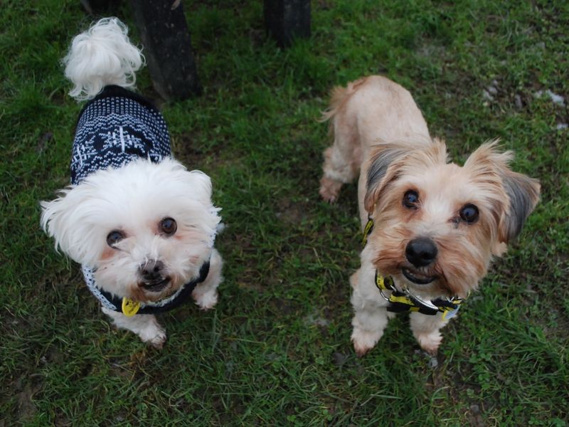 Sadie for sale in Newbury, Berks - Image 2