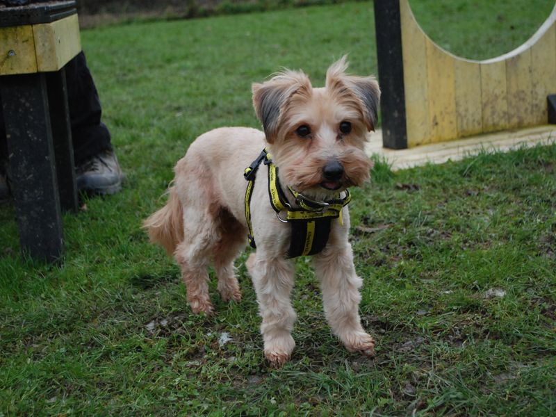 Sadie for sale in Newbury, Berks - Image 3