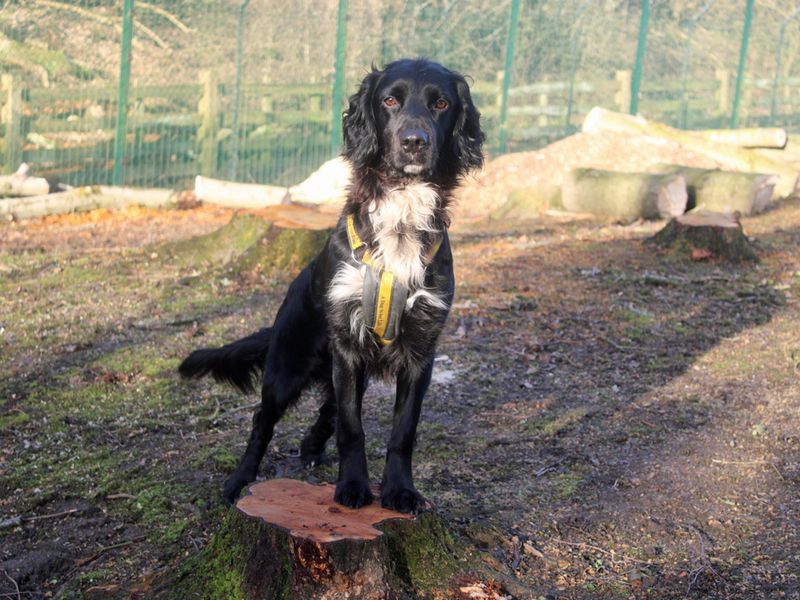 Cocker Spaniel for adoption in Liverpool, Merseyside – 4 years old