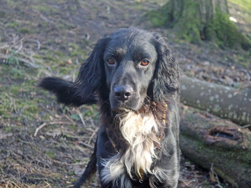 Cocker Spaniel for adoption in Liverpool, Merseyside – 4 years old - Image 3 of 3