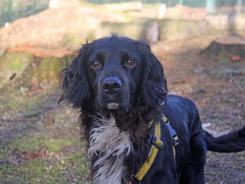 Cocker Spaniel for adoption in Liverpool, Merseyside – 4 years old - Image 2 of 3