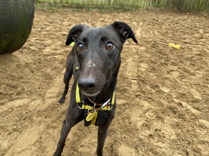 Greyhound for adoption in Ilfracombe, North Devon – 3 years old