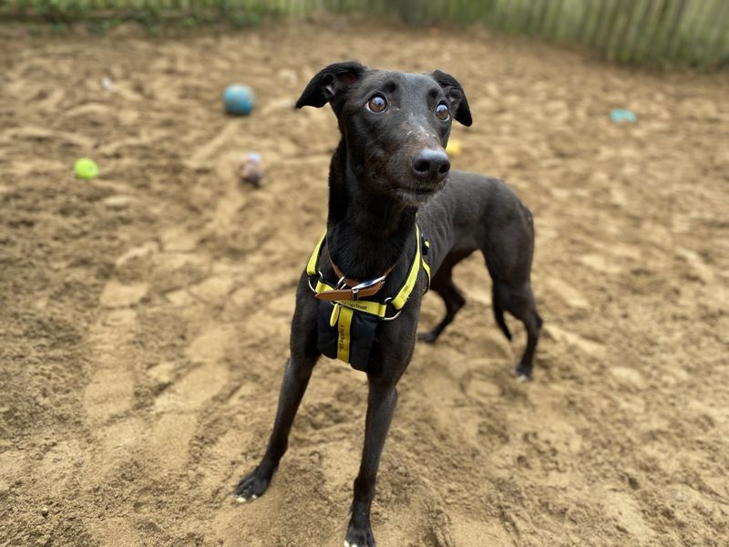 Gwen for sale in Ilfracombe, North Devon | Image 3