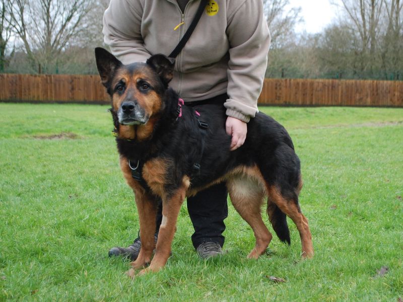 Cleo for sale in Newbury, Berks | Image 2
