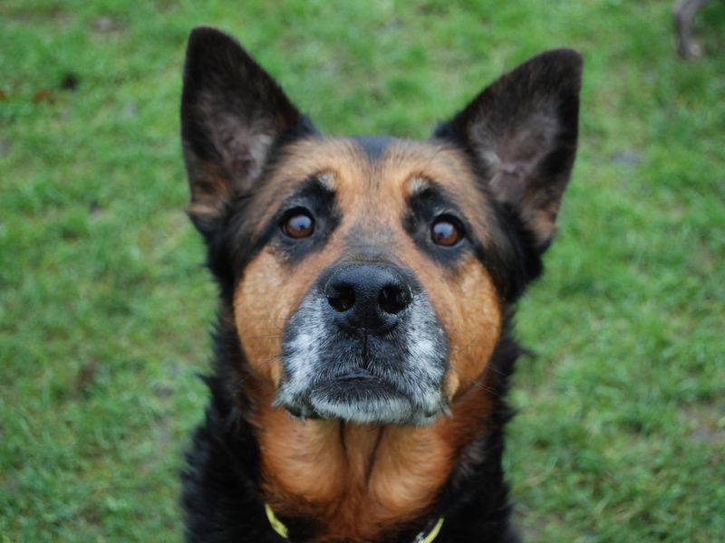 Cleo for sale in Newbury, Berks | Image 4