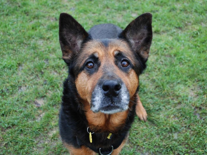 Cleo for sale in Newbury, Berks | Image 3