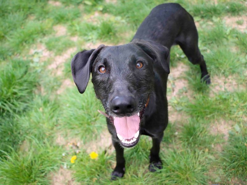 Kylo | Lurcher | Darlington - 1