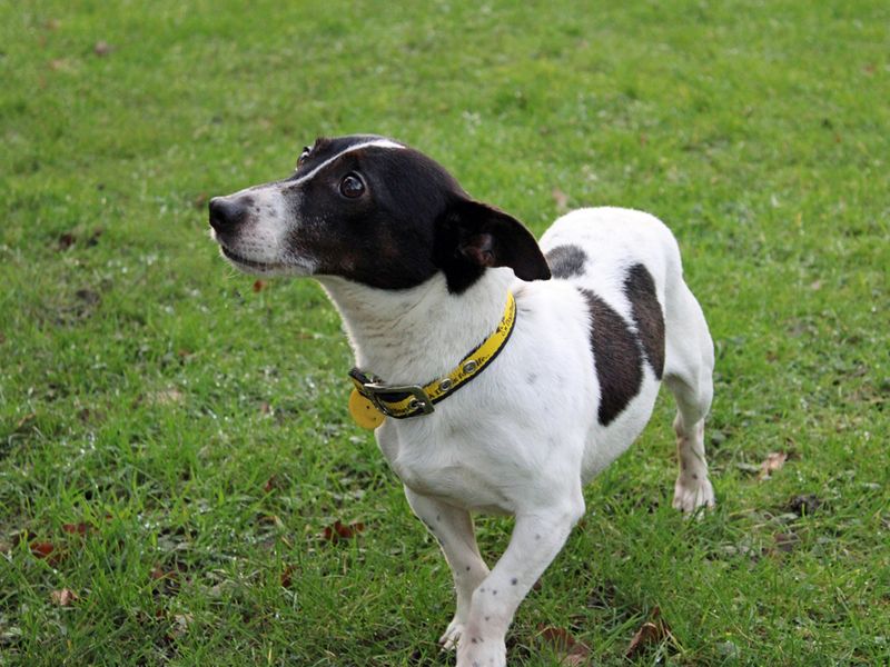 Jack Russell Terrier for adoption in Liverpool, Merseyside – 9 years old - Image 2 of 3