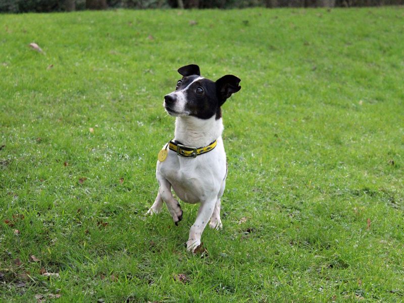 Jack Russell Terrier for adoption in Liverpool, Merseyside – 9 years old - Image 3 of 3
