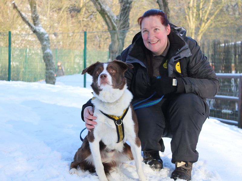 Border Collie for adoption in Liverpool, Merseyside – 2 years old