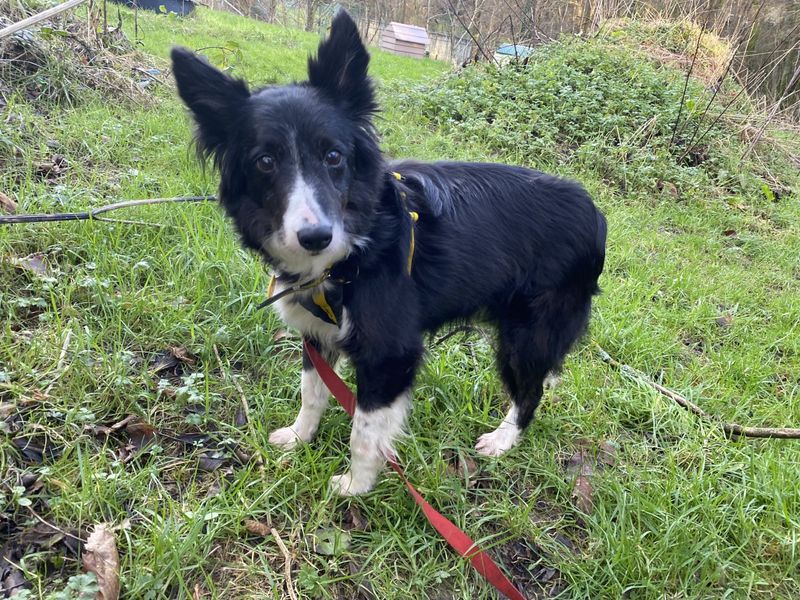 Martha for sale in Ilfracombe, North Devon | Image 2