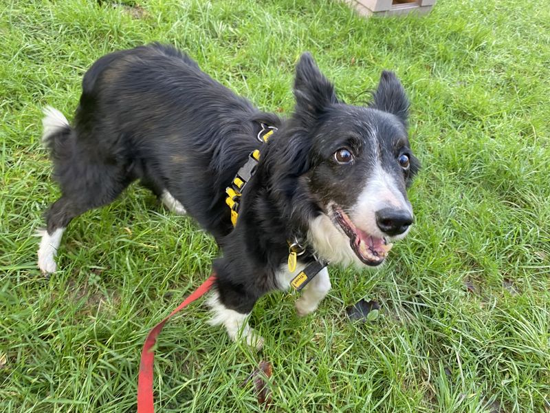 Martha for sale in Ilfracombe, North Devon | Image 4