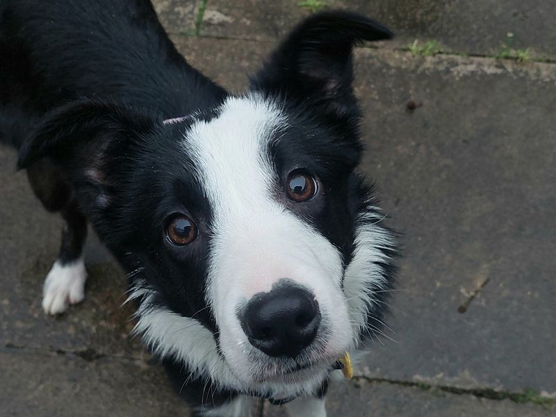 Border Collie for adoption in Ilfracombe, North Devon – 11 months old - Image 2 of 2
