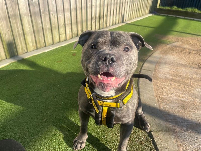 Staffordshire Bull Terrier for adoption in Cardiff / Caerdydd, South Glamorgan – 5 years old - Image 3 of 3