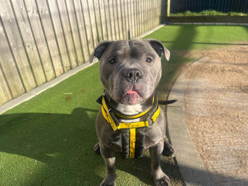 Staffordshire Bull Terrier for adoption in Cardiff / Caerdydd, South Glamorgan – 5 years old - Image 2 of 3
