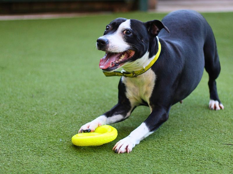 Luna for sale in Manchester, Greater Manchester | Image 2