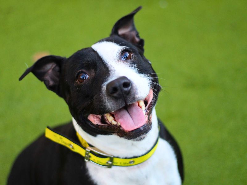 Luna for sale in Manchester, Greater Manchester | Image 3