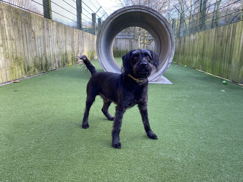 Arlo for sale in Ilfracombe, North Devon | Image 4