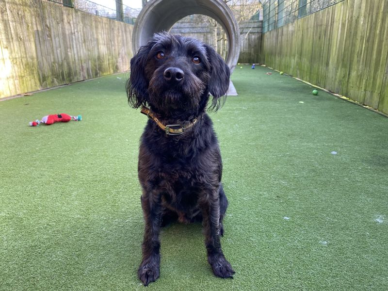 Arlo for sale in Ilfracombe, North Devon | Image 3