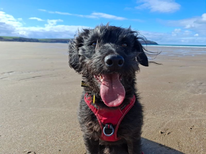 Arlo for sale in Ilfracombe, North Devon