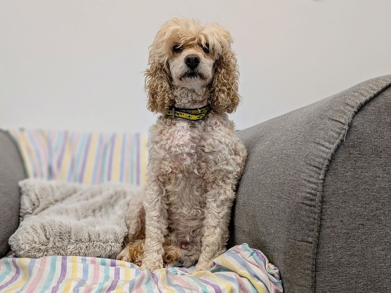 Poodle for adoption in Cardiff, Glamorgan – 8 years old