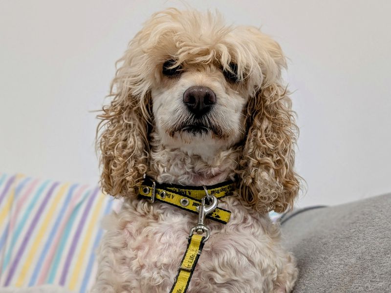 Poodle for adoption in Cardiff / Caerdydd, South Glamorgan – 9 years old - Image 2 of 2