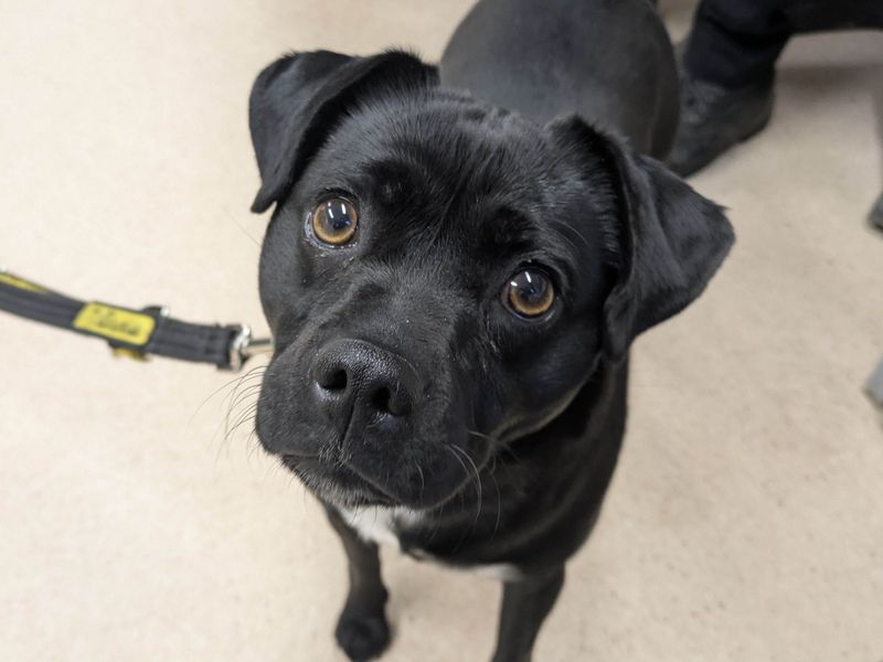 Pug for adoption in Glasgow, Scotland – 2 years old - Image 2 of 2