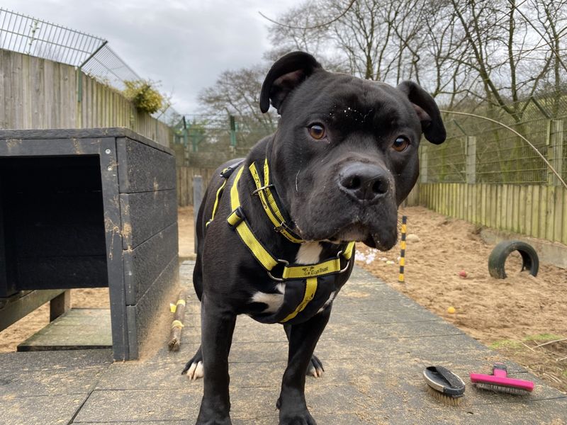 Diesel (staffy) for sale in Ilfracombe, North Devon | Image 2