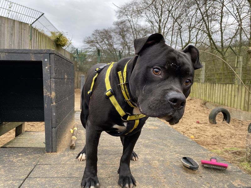 Diesel (staffy) for sale in Ilfracombe, North Devon | Image 3