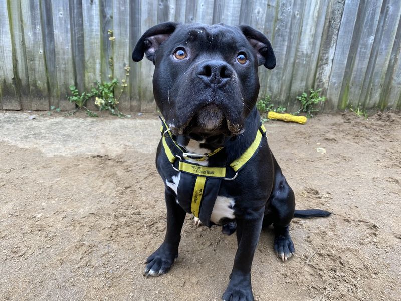 Diesel (staffy) for sale in Ilfracombe, North Devon | Image 4