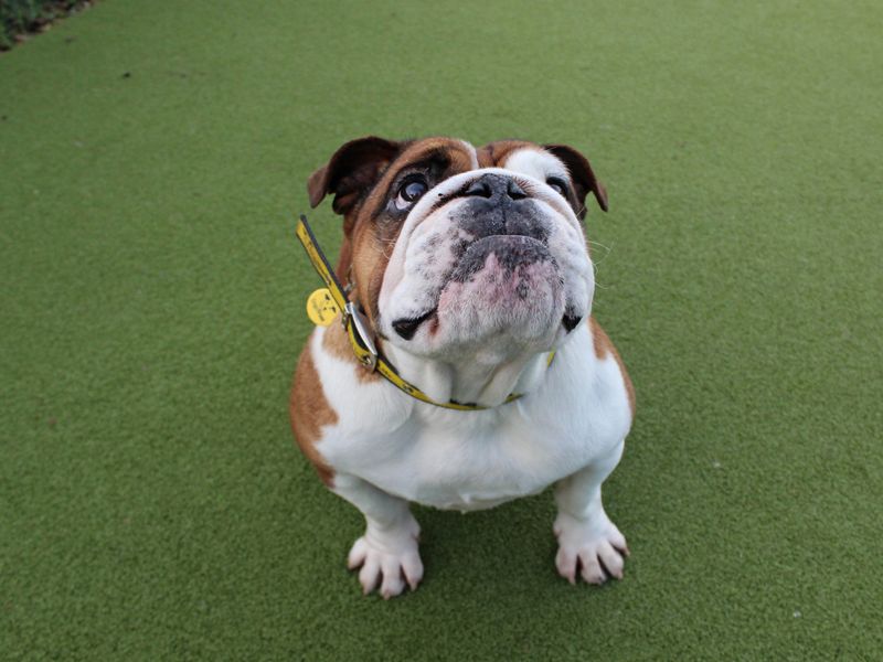 BoeBoe for sale in Shoreham by Sea, West Sussex | Image 3
